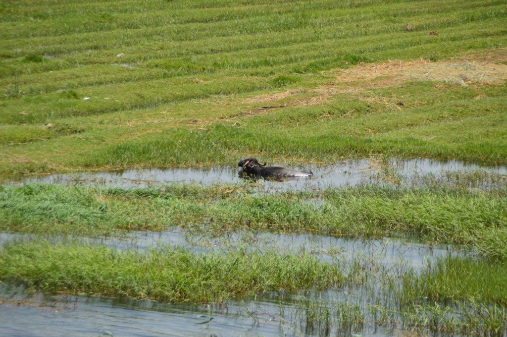 Authentisches Landleben: Ein badender Wasserbüffel am grünen Nilufer